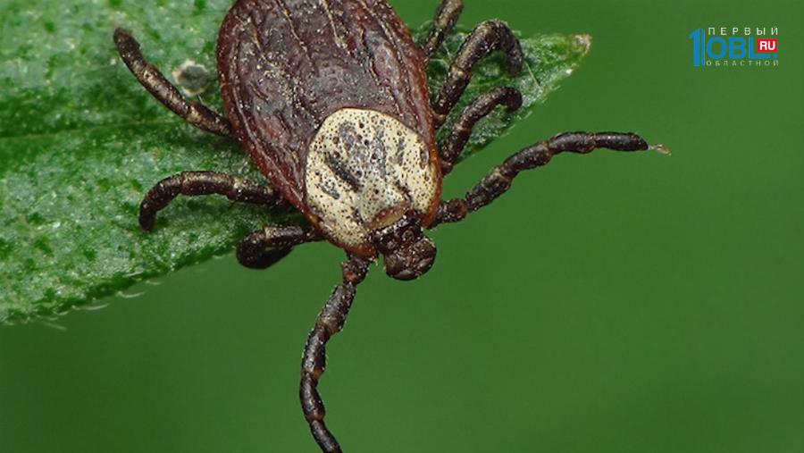 Прививочная компания против клещевого инцефалита