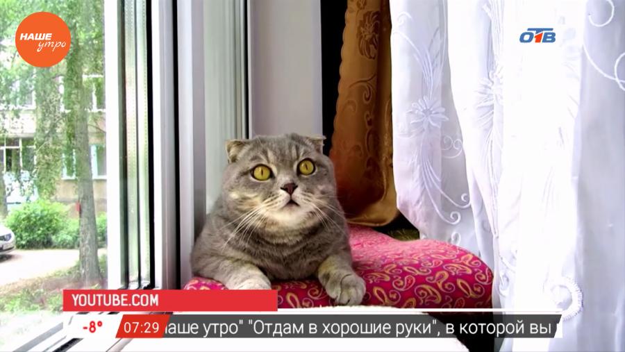 Наше УТРО на ОТВ – пушистое утро о кошачьей свободе