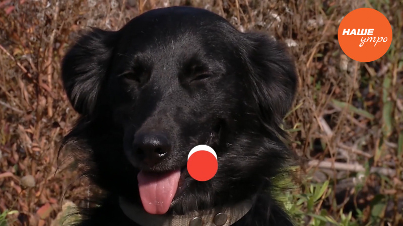 Собачий демодекоз – заражение патогенным клещом