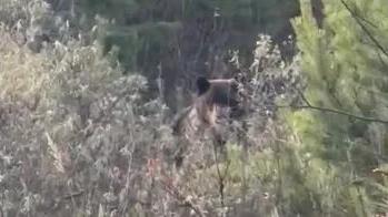 Жители Братска преследовали и снимали на видео медведя