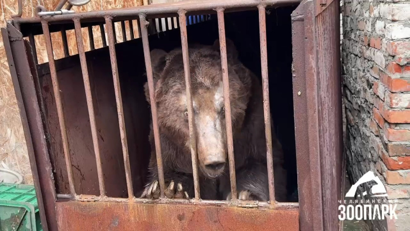 В Челябинской области нашли новый дом медведю Степану