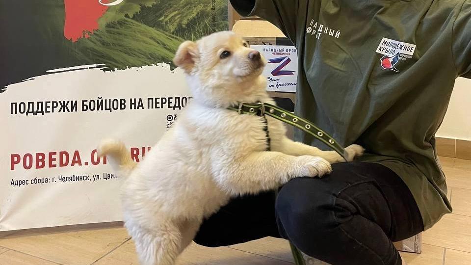 Военный из Челябинска возьмет с собой на СВО щенка, которого нашел на улице
