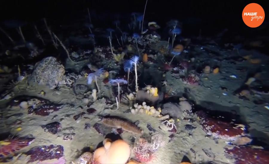 Обзор интернета. 27 декабря