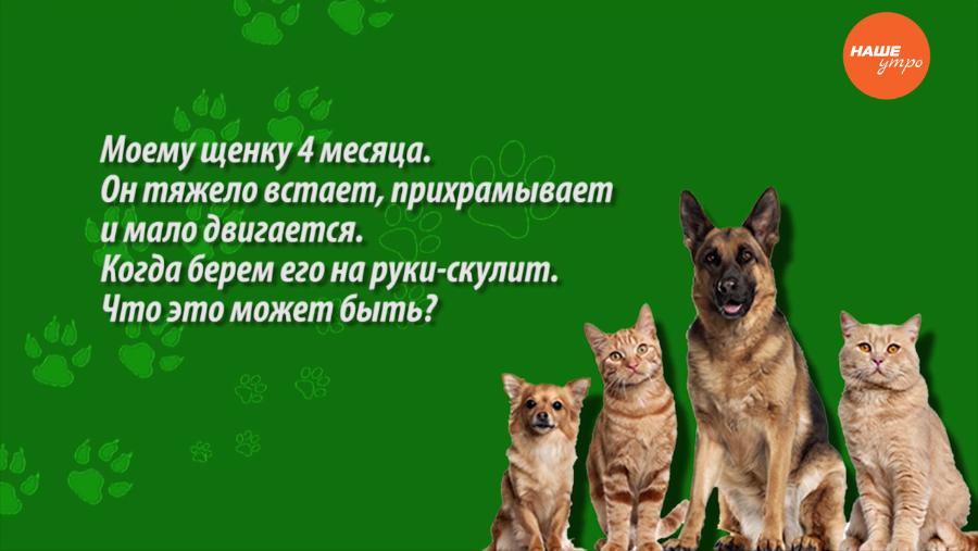 Зоосовет – лечим щенка