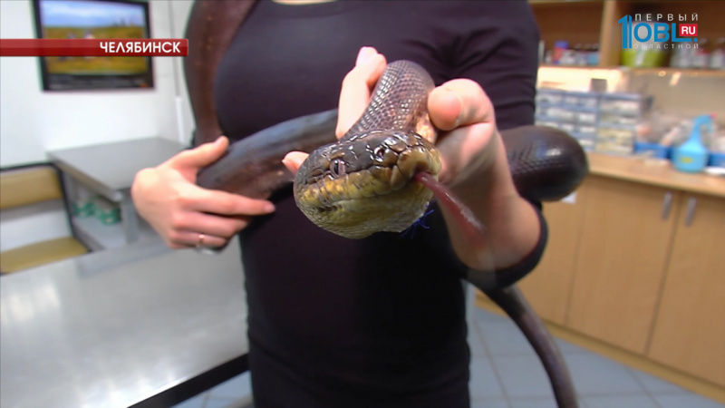 В челябинской ветеринарной клинике впервые прооперировали питона