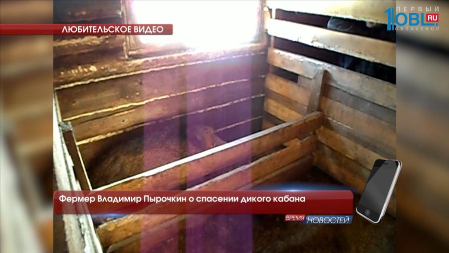 Фермер Владимир Пырочкин о спасении дикого кабана