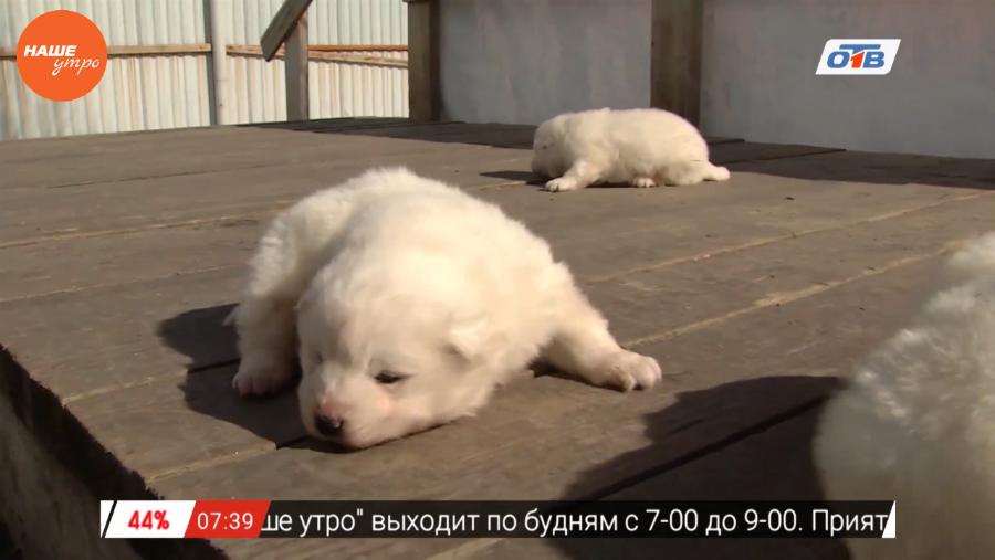 Наше УТРО на ОТВ – пушистое утро как выбрать место для собаки