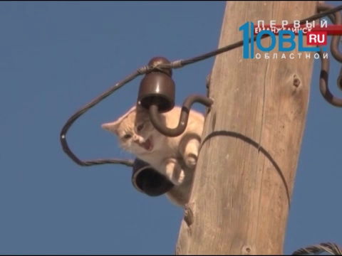 Энергетики сняли кота с опоры электропередач