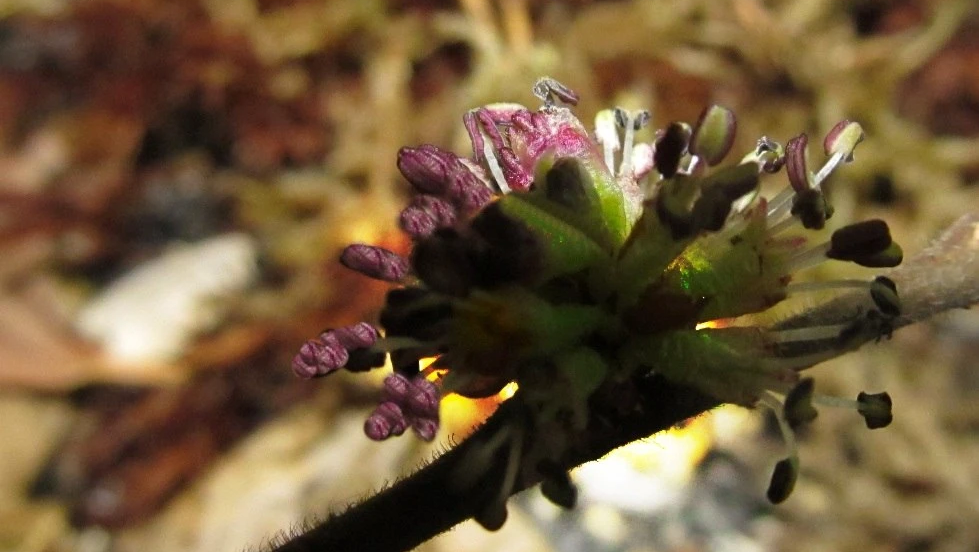 Горный вяз распустился рекордно рано на Таганае