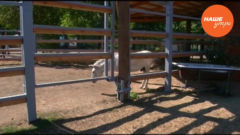 Пушистое утро: Белый осел