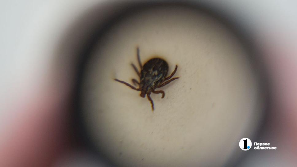 Число укушенных клещами южноуральцев выросло до 1245