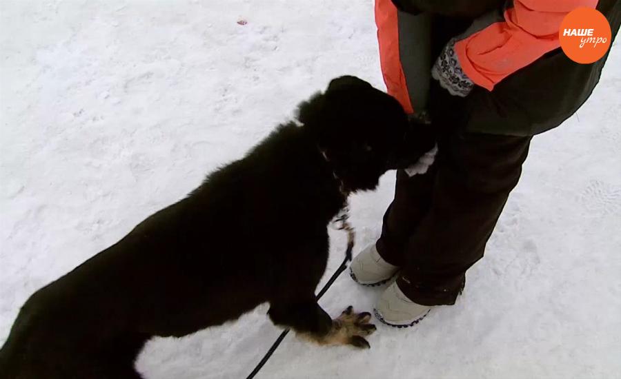 Пушистое утро. Научим четвероногих понимать команду «Ко мне!!!»  