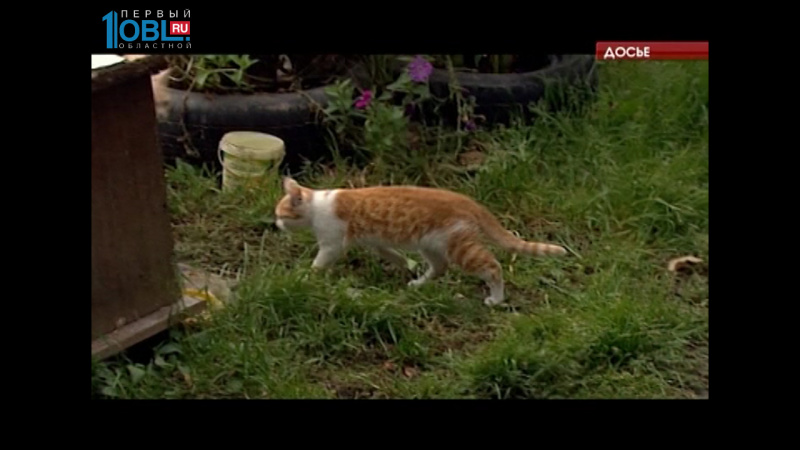 Зоозащитники хотят разработать закон об ответственном обращении с животными