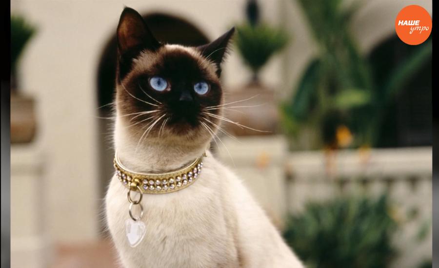 Пушистое утро: Кошки гуляют