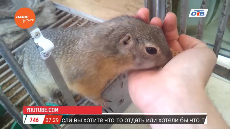 Пушистое утро - про сусликов