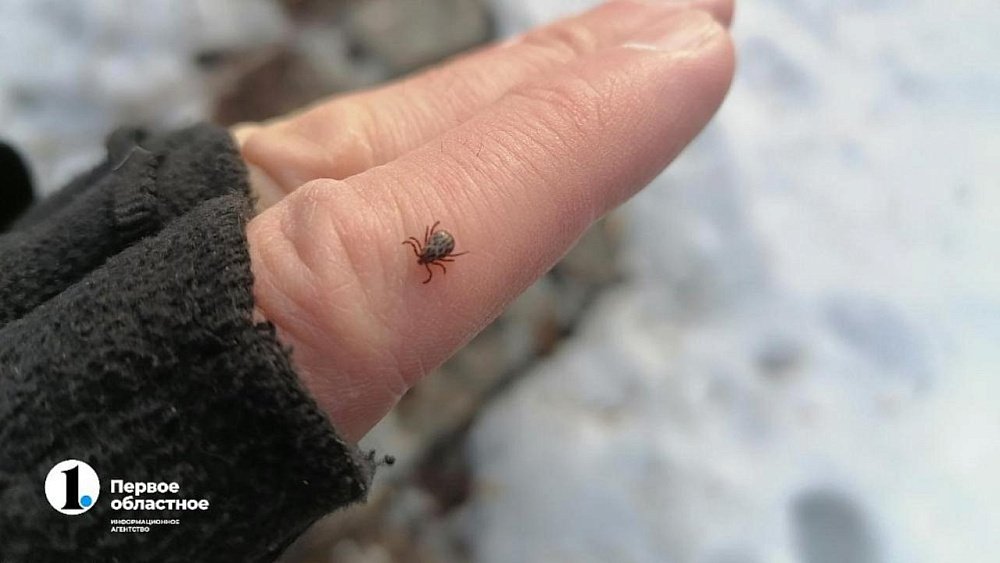 650 человек пострадали от укусов клещей в Челябинской области