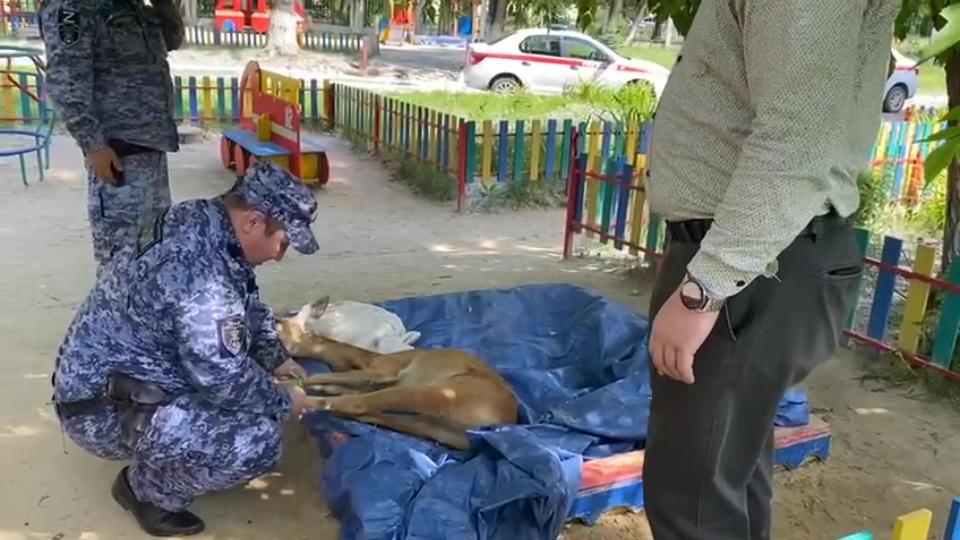 В Челябинске дикая косуля застряла в заборе детского сада