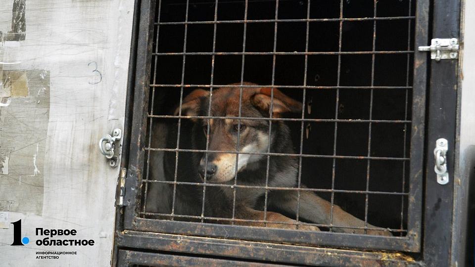 В Коркино выберут подрядчика по отлову бездомных собак