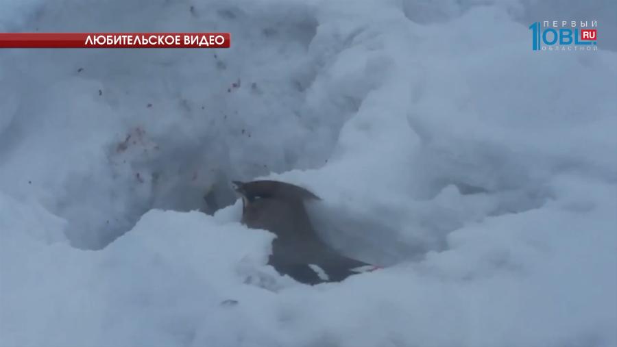 Массовая гибель птиц в Магнитогорске 