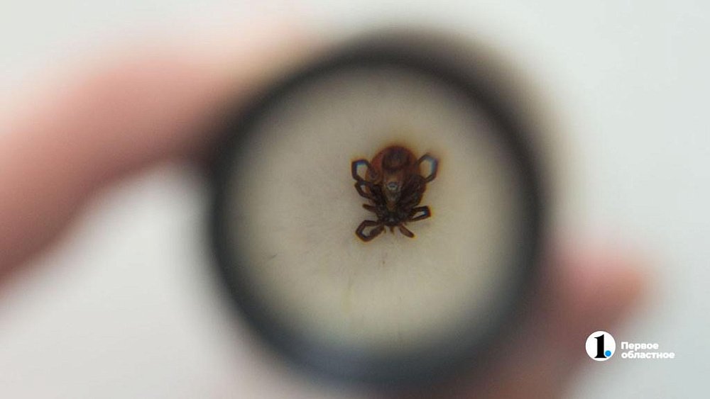 Более 16 тысяч человек пострадали от укусов клещей в Челябинской области в 2023 году