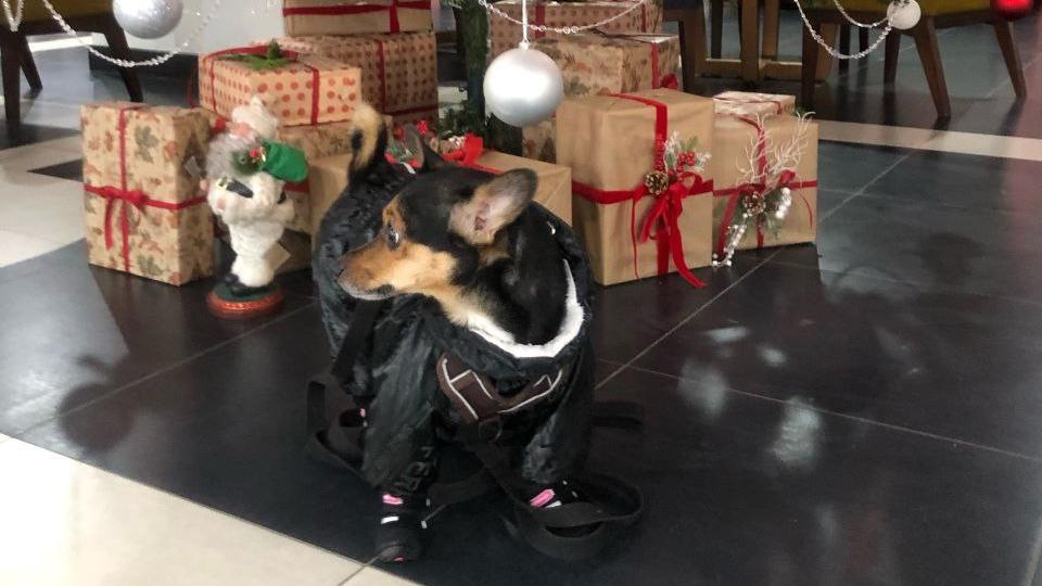 Россияне дарят на Новый год подарки себе и питомцам