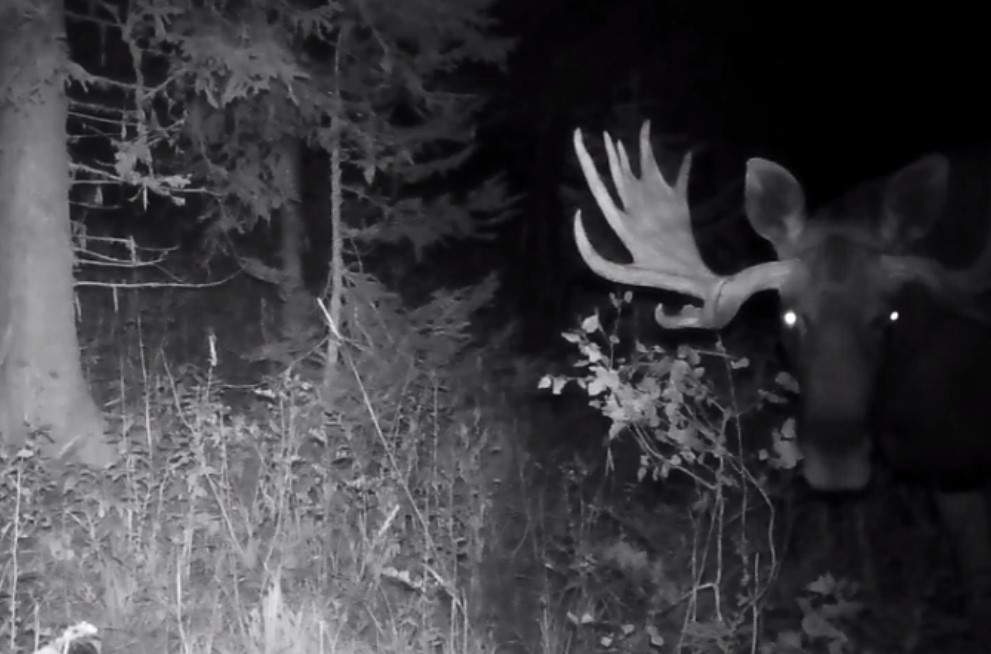 Встреча с лосем смертельно опасна для автолюбителей