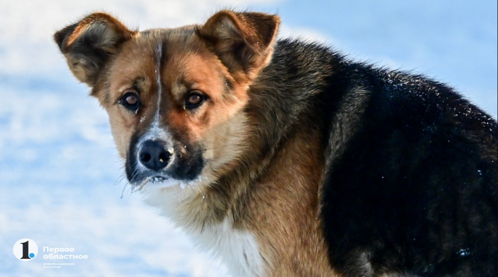 В Челябинской области стая бродячих собак напала на школьника
