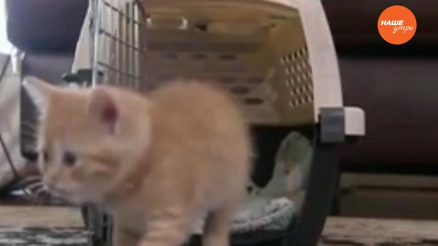 Пушистое утро – переноска для животных