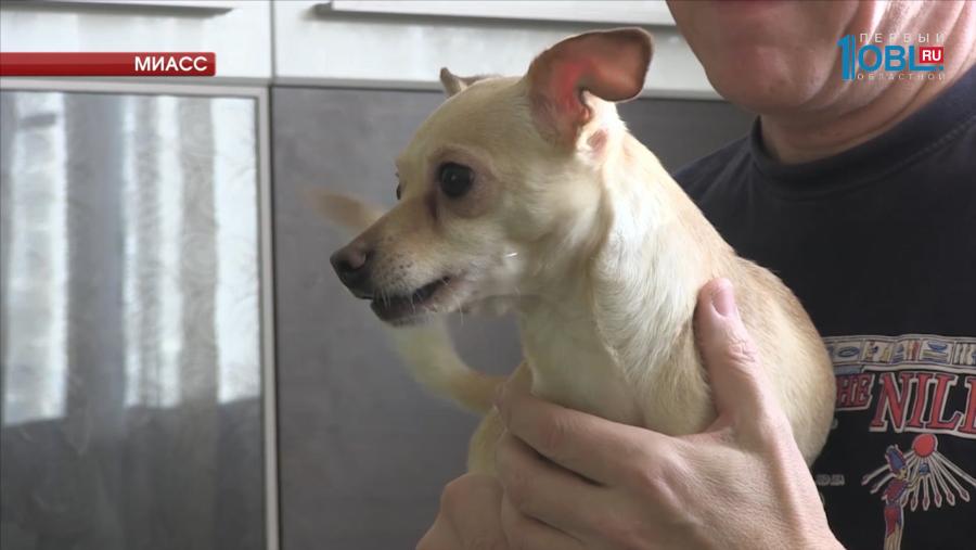 Собака из Миасса прославилась на всю страну