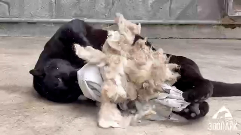 В Челябинском зоопарке сотрудники обрили овечку Ариадну