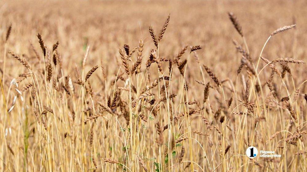 В Челябинской области урожай зерна вырос на 20% по сравнению с 2023 годом