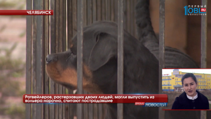 Ротвейлеров, растерзавших двоих людей, могли выпустить из вольера нарочно, считают пострадавшие