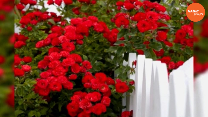 Садовые истории: Украшаем сад розами