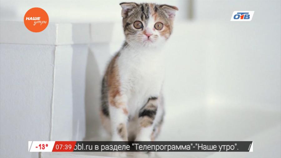 Пушистое утро – изменения в природе