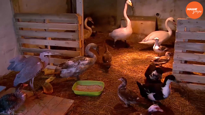 Спасенный лебедь Вася