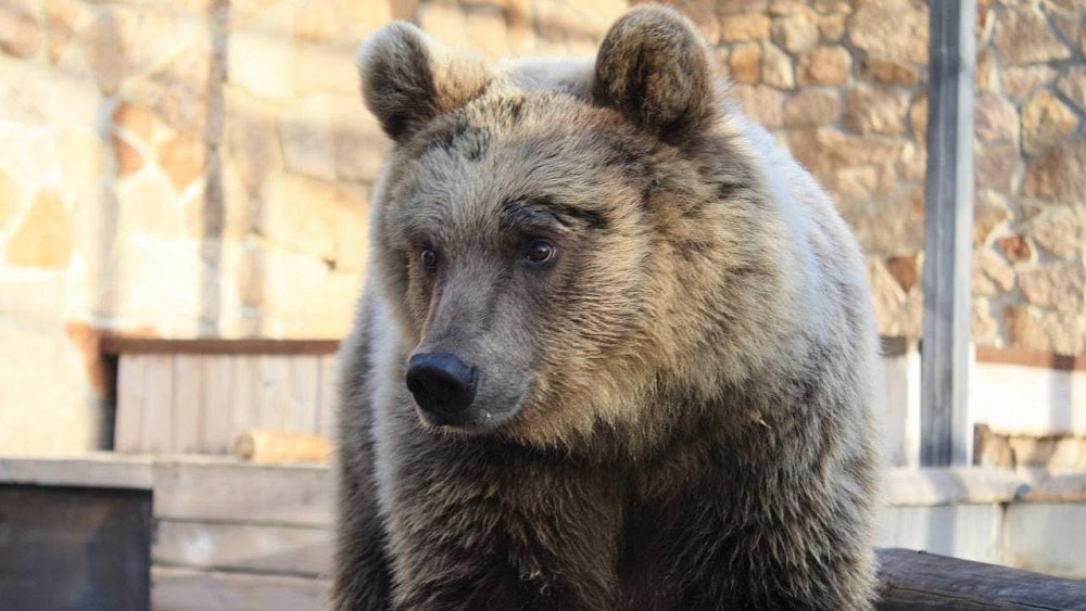 Инструкция: как избежать встречи с медведем в лесах Челябинской области