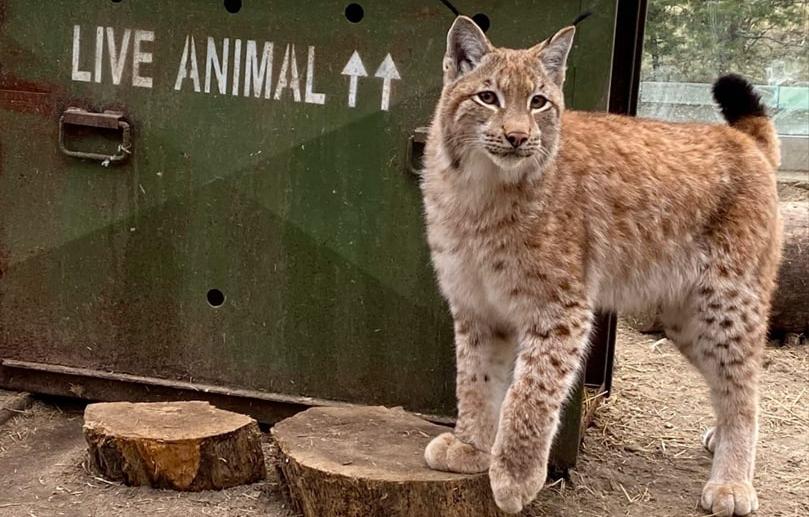 Рысенок из челябинского зоопарка переехал в Калужскую область