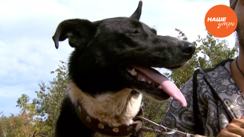 Собака Грета