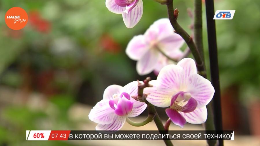 Наше УТРО на ОТВ – садовые истории об удобрениях