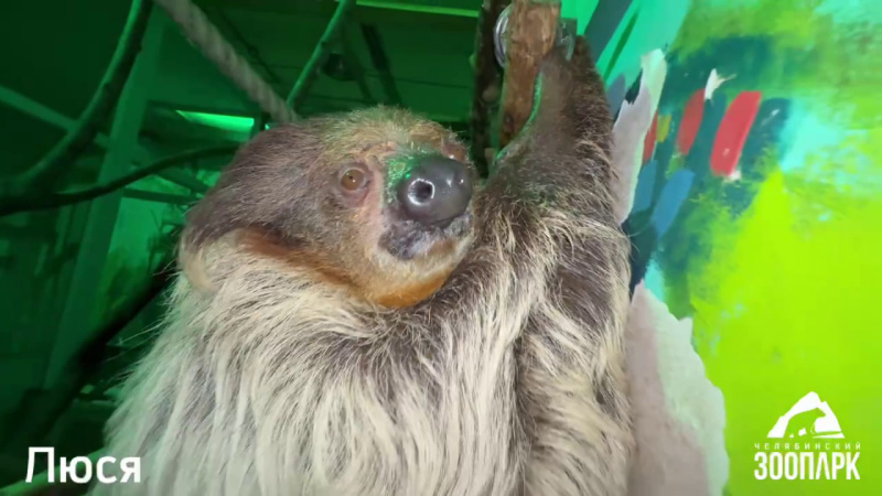 В Челябинском зоопарке отпраздновали Международный день ленивца