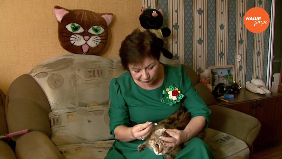 Пушистое утро – чистим ушки кошке