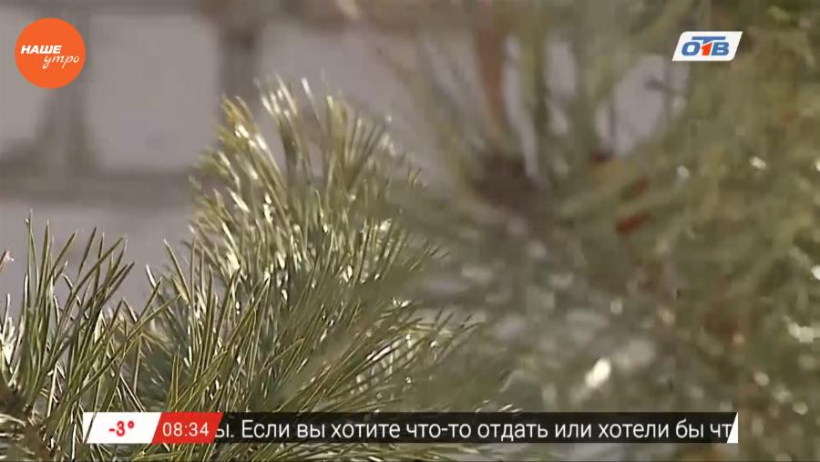 Наше УТРО на ОТВ – травница о сосне