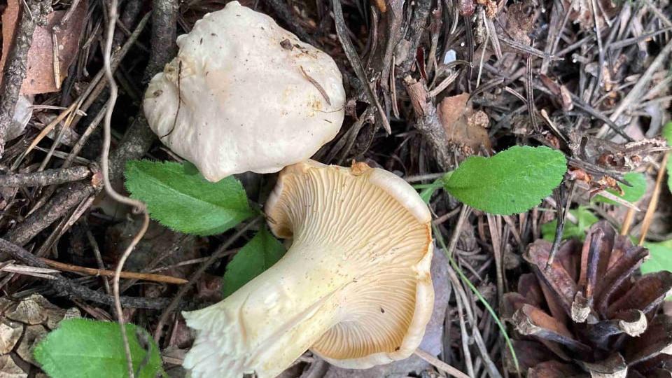 Новый вид лисичек обнаружили на Таганае