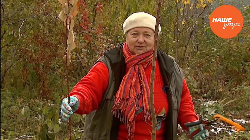 Формируем саженцы