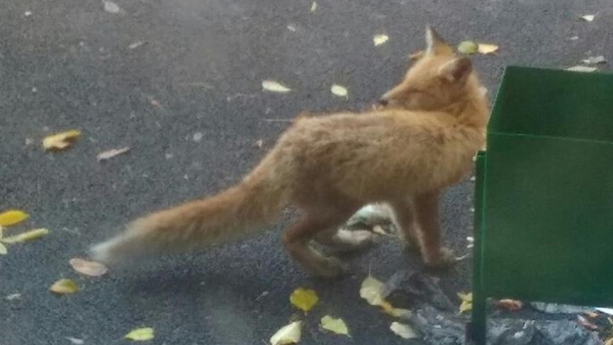 Карантин по бешенству объявили на юге Челябинской области