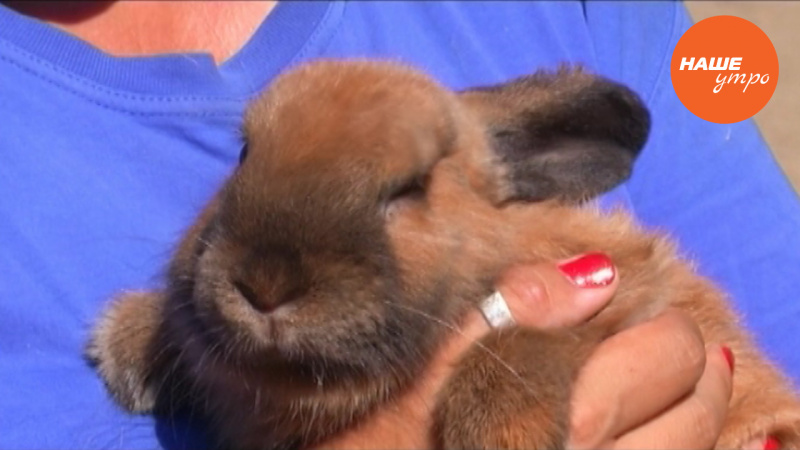 Домашние кролики