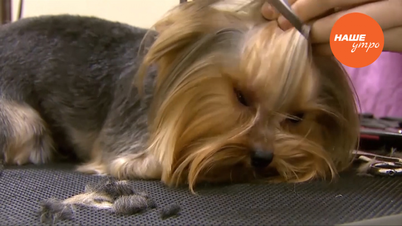 Парикмахерская для собак