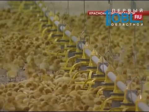 Область получила 883 миллиона рублей на поддержку животноводческих хозяйств