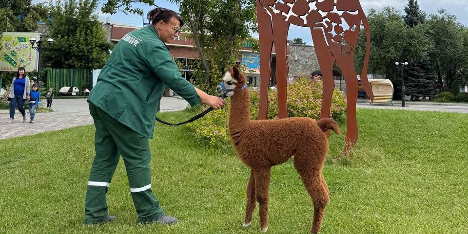 Альпака Карамелька из челябинского зоопарка переедет в Московскую область