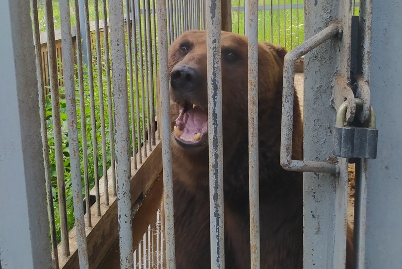 Медведь Малыш на трассе в Челябинской области остался один